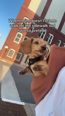 One day when I’m bigger😔 #minidachshund #puppytiktok #doxiesoftiktok 