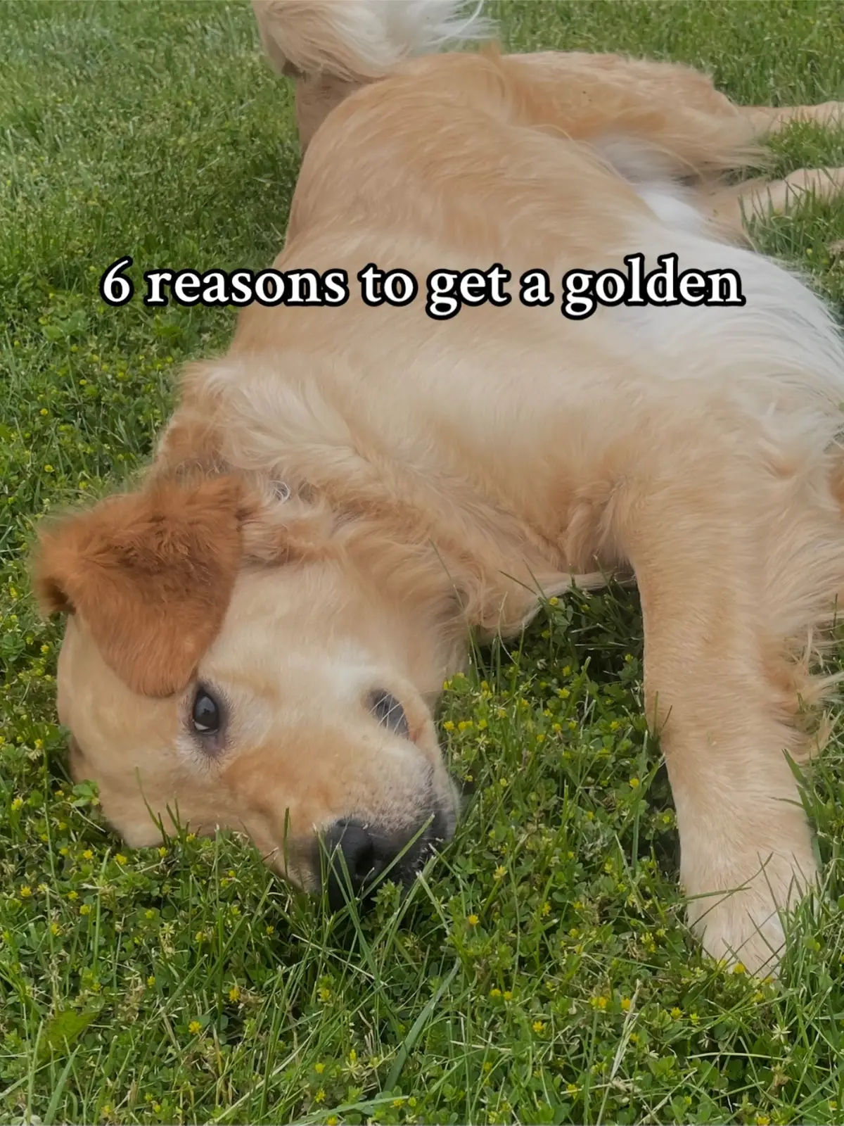 🙈💕 #dogsoftiktok #trending #goldenretriever #fyp #dogcommunity 