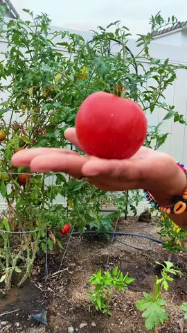 ##fyp #tiktokshop #successfullmk🙏 #blessedmk🙏 #tiktok @Vego Garden 