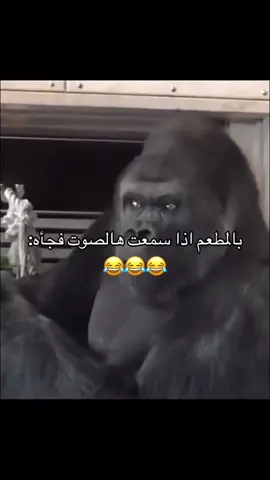 اتحداك ما سويتها 😂😂😂 يا حيات ألبي مبرووووووك