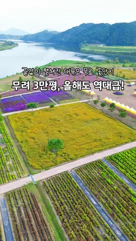 무려 10ha,3만평 규모 역대급 무료 꽃축제🌸🌼💘 지금부터 추석연휴까지 쭉 예쁠 꽃 종합선물세트!🫶🏻 매년 출석도장 찍고있는 곳인데 올해는 더 예뻐졌네요♥️ 코스모스,황화코스모스,댑싸리,팜파스,핑크뮬리,아스타국화,맨드라미까지 가득한데 규모도 진짜 넓고 꽃 상태도 좋아서 사진도 너무잘나와요!!(중요💫) 아직 축제 준비하느라 사람도 많이 없어서 여유롭게 구경하기도 좋고 다양한 꽃을 한번에 볼 수 있어서 여기저기 가지말고 딱 요기만 가셔도 충분해요오✨ 📍의령 호국의병의숲 친수공원 (경남 의령군 지정면 성산리 672) 🌸의령 리치 기강 꽃축제-10/3(금)~10/12(일) 💵입장료 무료 🅿️주차장 있음 ▫️25.09.29촬영📸 🔁리포스트 해두시면 다음에 찾아보기 쉬워요! 🌸팔로우하시면 더 많은 여행정보&꿀팁 빠르게 볼 수 있어요!🌸 . . . #의령 #의령군 #의령여행 #의령가볼만한곳 #친수공원      