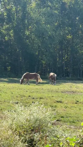 It’s the little moments for me. Seeing bonded horses that were bound for slaught3r sharing a pasture grazing peacefully, living out their days here. The smell of a freshly mowed field. Watching the deer run by as the horses watch with curious faces.  It’s these moments we need to sit in. Remembering why we do this, what all the heartache and hurting is for. It’s worth it for these little peaceful moments in between. I’m so lucky to have this little slice of heaven for them to land when they need help. I’m so lucky to have a community. Neighbors who help me. Volunteers who donate their time to make things better for the horses. It’s a lot of moving parts. And we’re building something big and beautiful. All of it for them. 🐴🌻🍃 #horserescue #animals #fyppppppppppppppppppppppp 