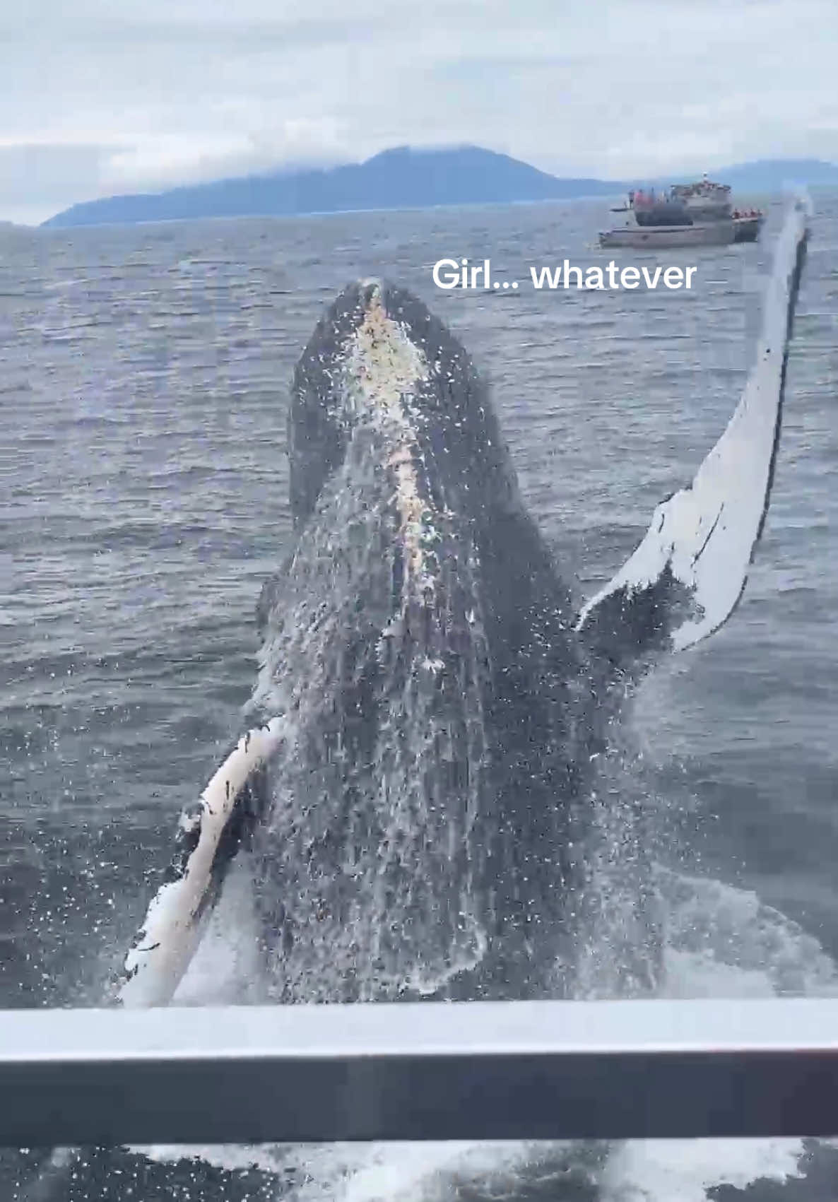Ur sign to go whale watching #alaska #whalewatching #whale @Scholartrip 