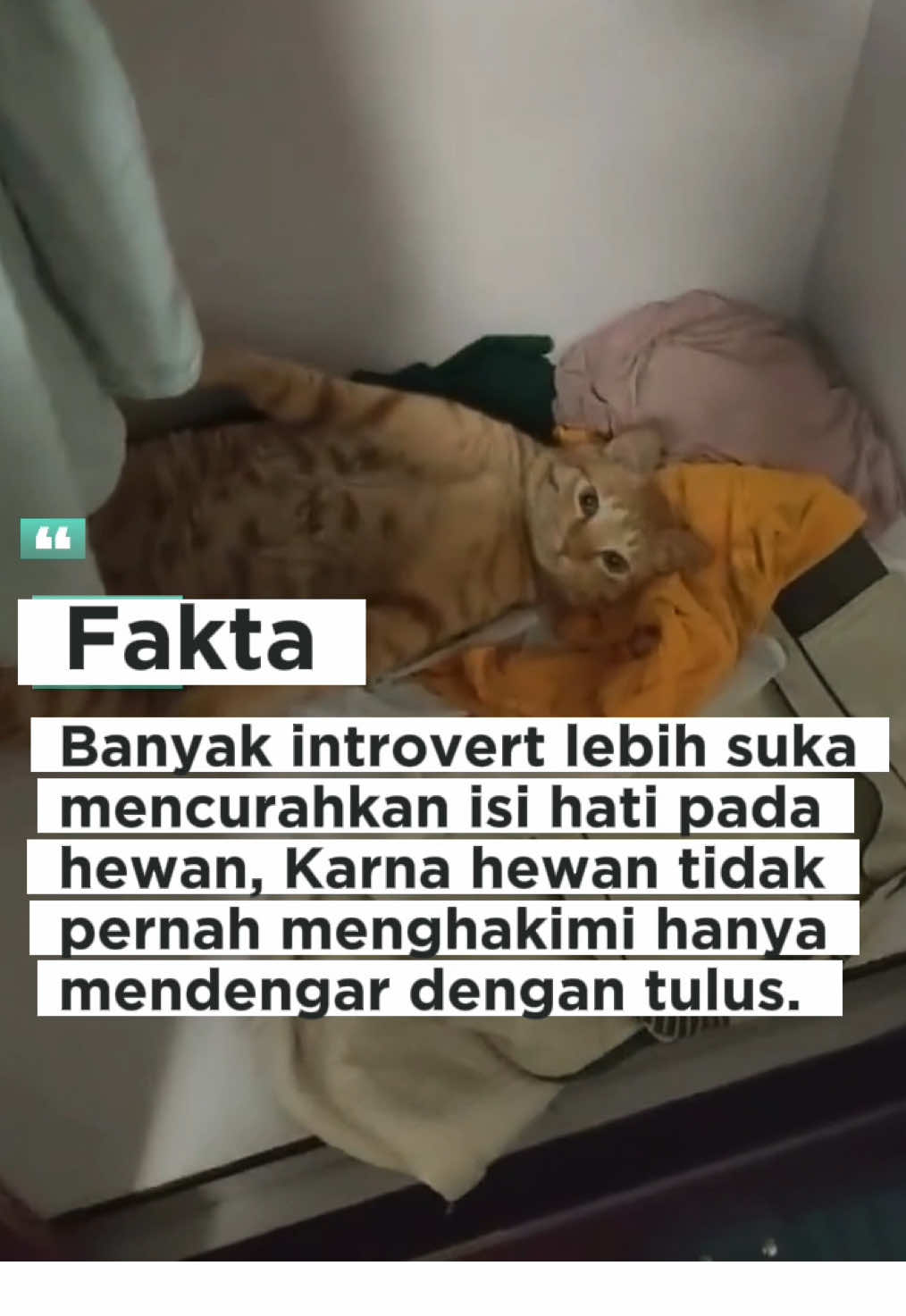 Introvert lebih mudah terbuka saat bersama hewan, Karena di hadapan hewan, mereka tidak perlu berpura-pura menjadi orang lain.#kucing #fypage #kucinglucu #virall #fyppppppppppppppppppppppp 
