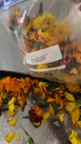 🌼 𝔻𝕚𝕕 𝕪𝕠𝕦 𝕜𝕟𝕠𝕨 𝕞𝕒𝕣𝕚𝕘𝕠𝕝𝕕𝕤 𝕒𝕣𝕖𝕟’𝕥 𝕛𝕦𝕤𝕥 𝕡𝕣𝕖𝕥𝕥𝕪 𝕗𝕝𝕠𝕨𝕖𝕣𝕤 𝕗𝕠𝕣 𝕥𝕙𝕖 𝕘𝕒𝕣𝕕𝕖𝕟? They’re a natural superfood for chickens! 🐓 ✔️ Boosts yolk color – The pigments in marigold petals (lutein and carotenoids) naturally deepen yolk color, making them that gorgeous golden-orange. ✔️ Supports eye health – Lutein is great for your flock’s vision and overall health. ✔️ Acts as a natural dewormer – Marigolds contain compounds that help reduce parasites naturally. ✔️ Promotes stronger immunity – Their antioxidants and anti-inflammatory properties help keep your flock healthy. ✔️ Encourages natural foraging – Tossing marigold petals in the run gives your chickens something fun and healthy to peck at! So next time you plant marigolds in your garden, remember… you’re not just adding beauty, you’re giving your flock a colorful boost too. 🌼🐔