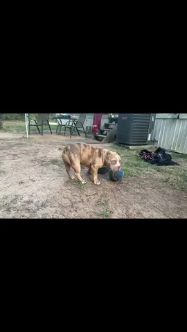 DIOR💎 #bully #fyp#dog#americanbully 