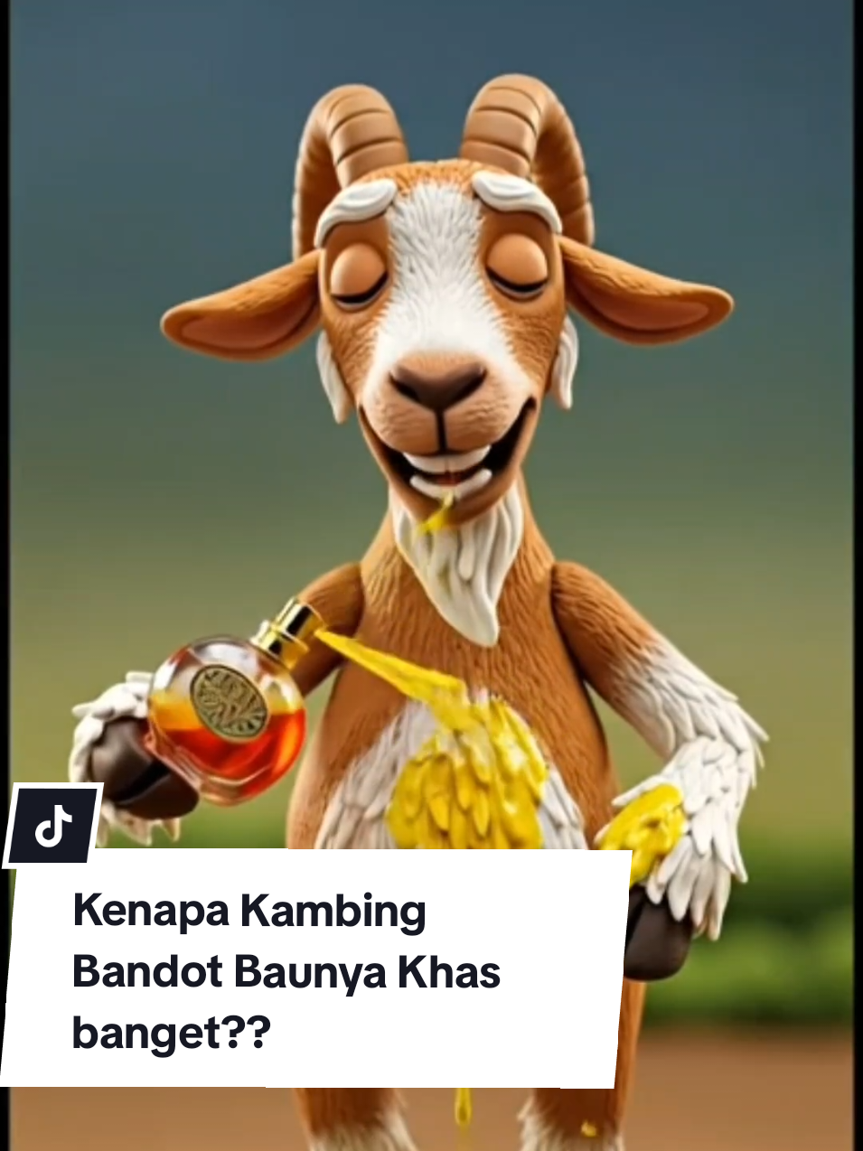 Kenapa Kambing Bandot baunya khas pesing gitu?? kok bisa?? mari kita cari tahu.. #kambatiktokers #bandot #hewan #alam 