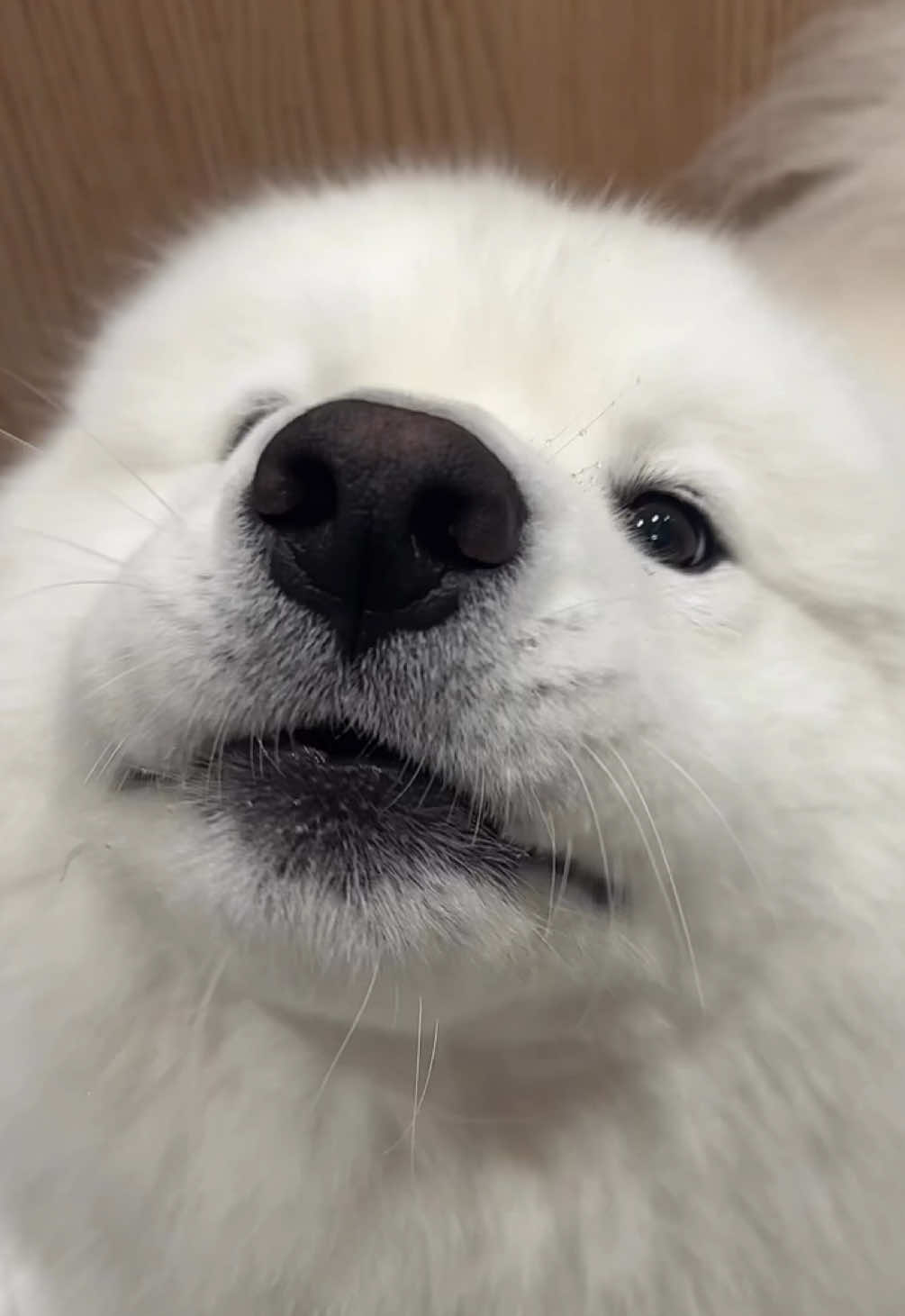 Mango gibbin’ dat wild Samoyed energy this mornos 🫨✨❤️