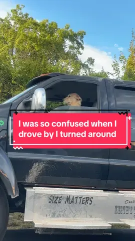 I was so confused when I drove by I turned around to be clear what I saw #fyp #fypシ #dogsoftiktok #doglover #viral 
