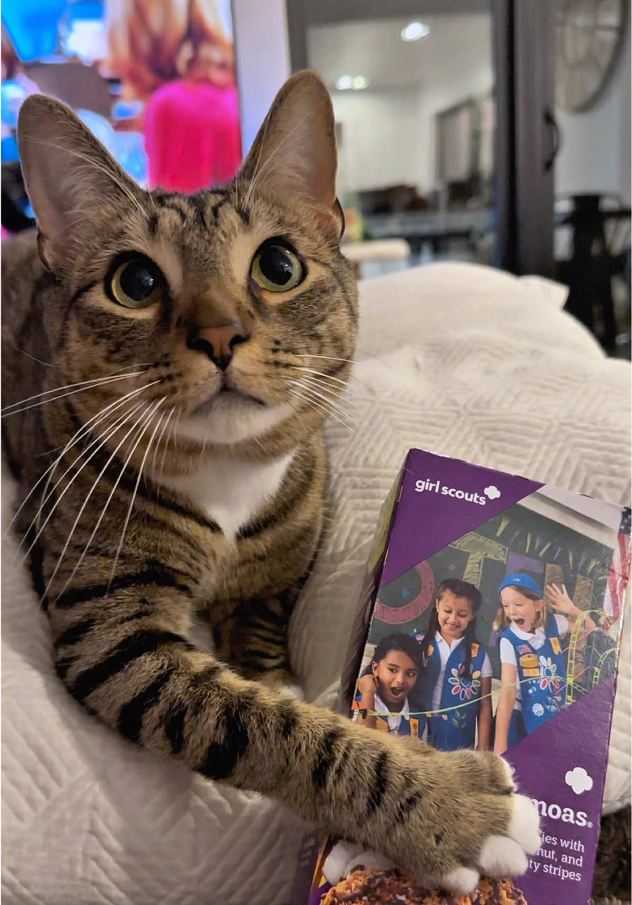 samoas > thin mints