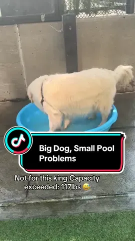 Who needs a pool when you have a deluxe paw spa #goldenretriever #dogsoftiktok #dogtok #dogtoktok #goldenretrieverlife 