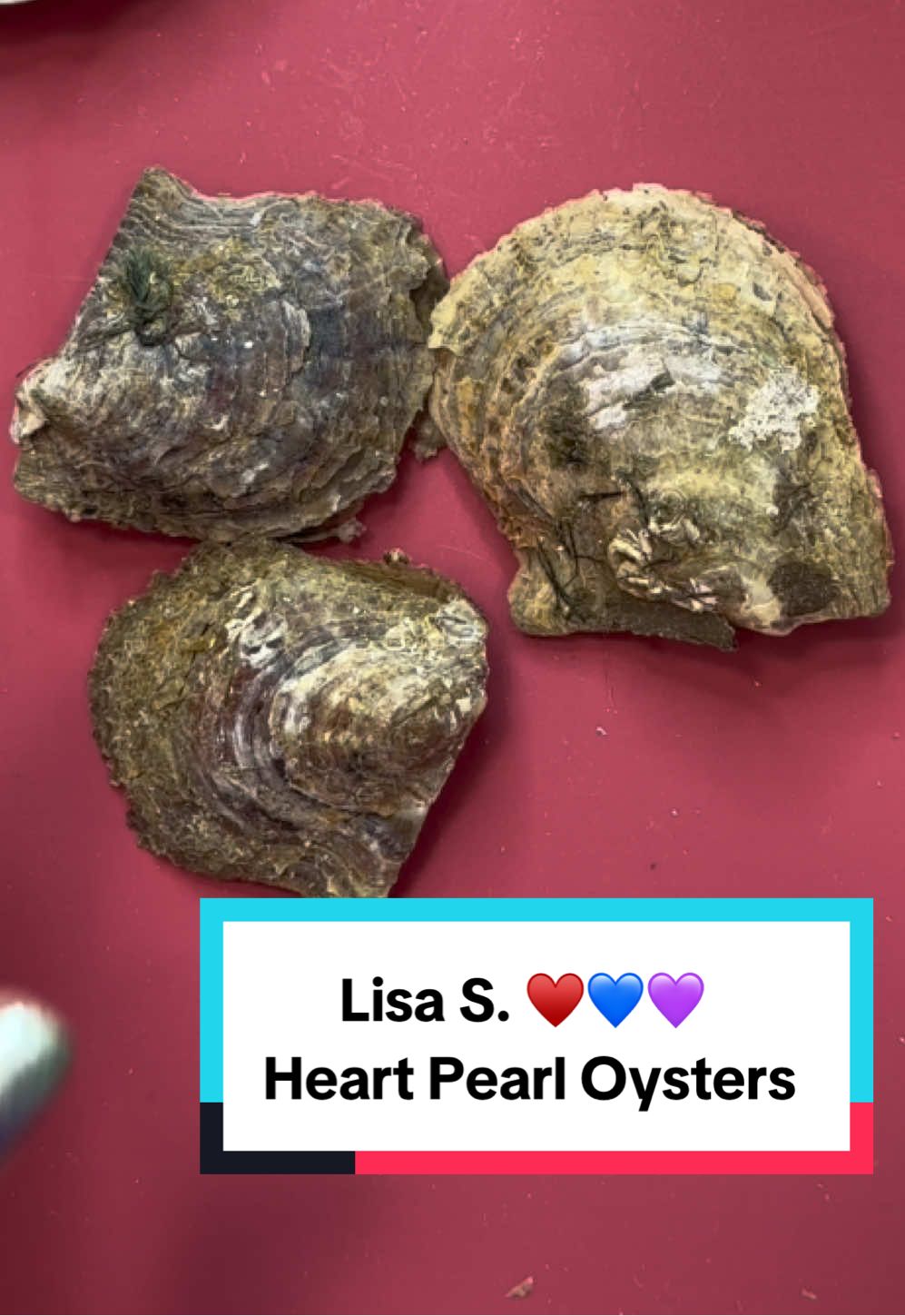 Lisa S. 💕💕💕 Heart Pearl Oysters for .925 Pendant  Tik tok DezLin Oyster Video - you can open at home or we can do a video -to order link in bio or go to DezLin.com Based in USA, California 🇺🇸 Thank You, We appreciate your order  #jewelry #bargain #deals  #pearl  #shopping     https://dezlin.com/search?q=oysters&type=product&options%5Bprefix%5D=last 