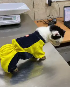 UPDATE: Pluto's Surgery Countdown 💕! We're just a few days away from Pluto's life-changing surgery this Friday! ❤️ We're super grateful for the support we've received so far, but we still need your help! 🙏 Every bit counts in helping us cover the costs and continue caring for Pluto and all our furry friends at the shelter. 💖 Can you spare a little to help us make a difference? 💕🙏