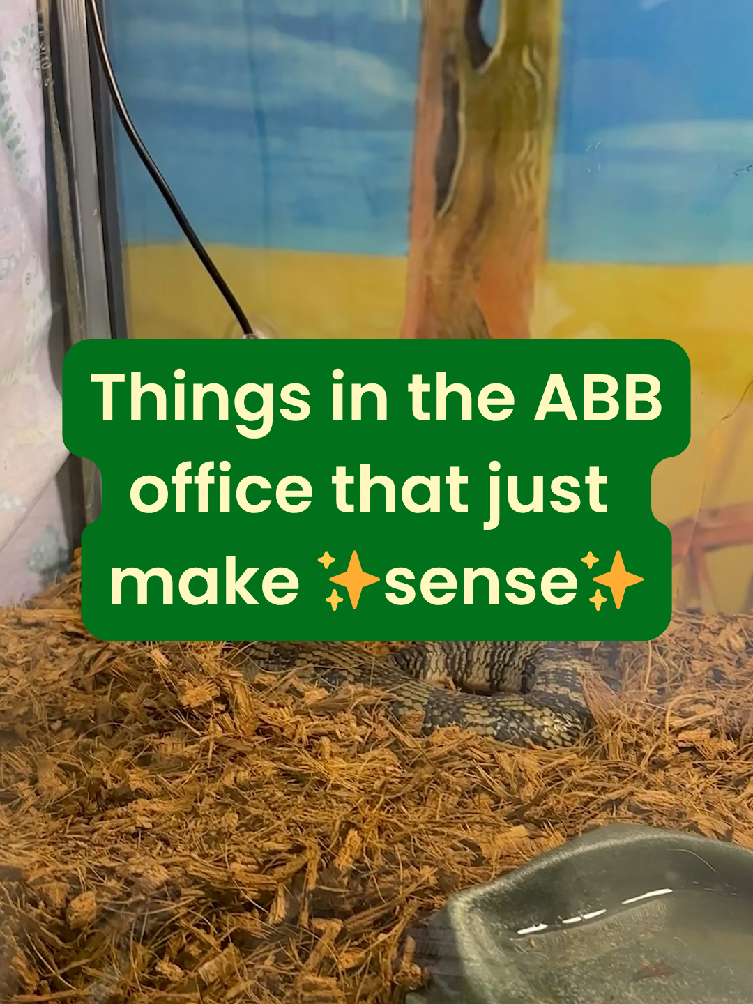 Oh what, your office doesn't have lizards in it?! #aussiebroadbandoffice
