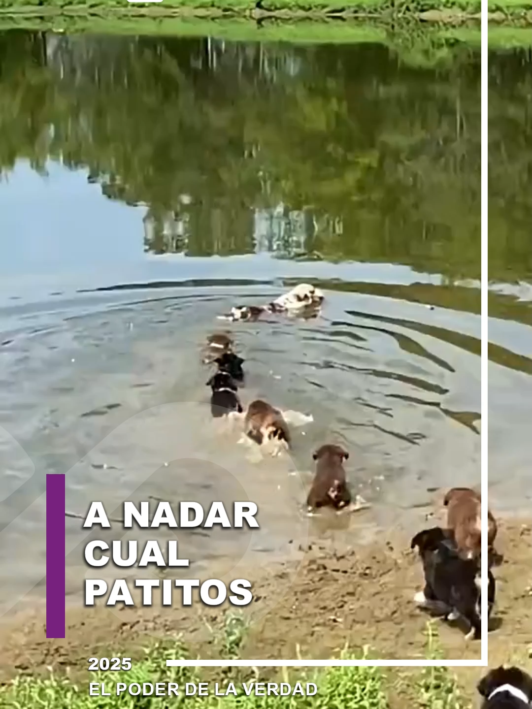 🐾💦 Donde va mamá, van ellos❤️👩‍👧‍👧 #cachorros #perritos #cachorritos #amorporlosanimales #anadar