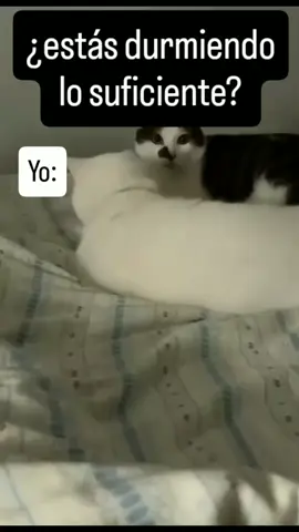 🦝Con los ojos de mapache jajaja 😂😴 #paratii #fyp #dormirbien #gatos #gracioso 
