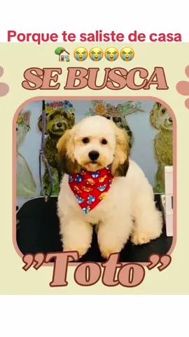 #parati#viral#teextraño#porquetesaliste#decasa🐩🏡😭😭😭😭