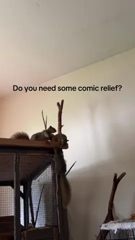 Just a bundle of chaotic energy to brighten your day. ❤️ Love you friends. Be good. #babysquirrel #foster #wildliferescue #foxsquirrel #funny 