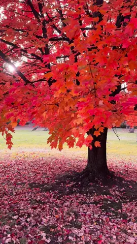 Pretty 🍁 #autumnleaves #autumn #fall #fyp #october 