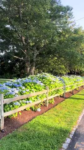 not okay 🪻 #capecod #Summer#hydrangeas #summervswinter #trending 