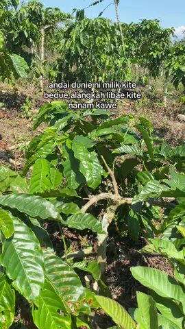 #semende #semendelembak #kopi 