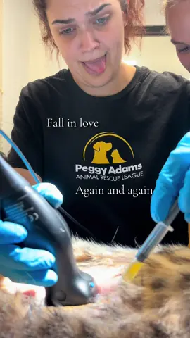 Fall in love everytime. #fyp #vetmed #vettech #dog #cat 