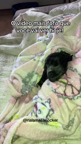 Dormindo com minha Aumiga Lola!  #cachorro #cachorros #caes #filhote 