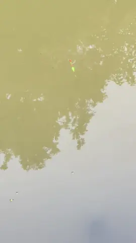 Thức cả đêm chờ tạnh mưa để đi săn con cá kể.Cá đâu chẳng thấy thấy con MOUSE này,theo các bác nên nấu món gì hợp lý thời tiết bày🤣#bão #cauca #giaitri 