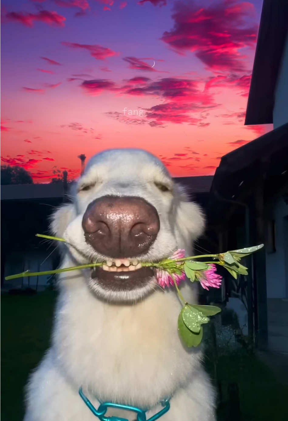 Humans, I‘ll send you a flower to watch the sunset with me, okay?