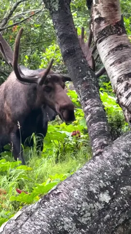 #Alaska #ilovealaska #anchorage #mooses #moose 