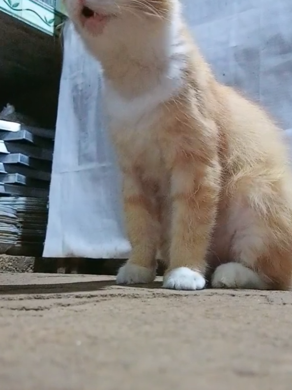 kucing gonggong manjalita ulala#kucinglucu #dorakucing 