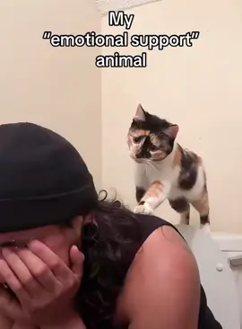 Fake cry to see my cat’s reaction #cat #funnycat #cats #funnyvideos #fyp 