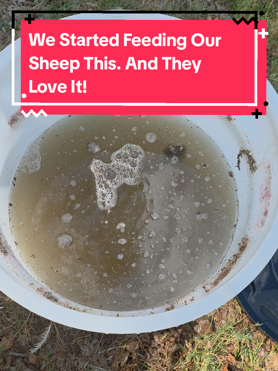 getting our ewes ready for mating season. trying this beet pellets to give the sheep some energy.  #sheep #sheepfarmer #shepherd #farmanimals #farmtok 