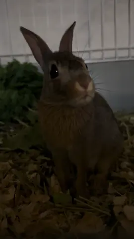 Update on BunBuns… 🥹