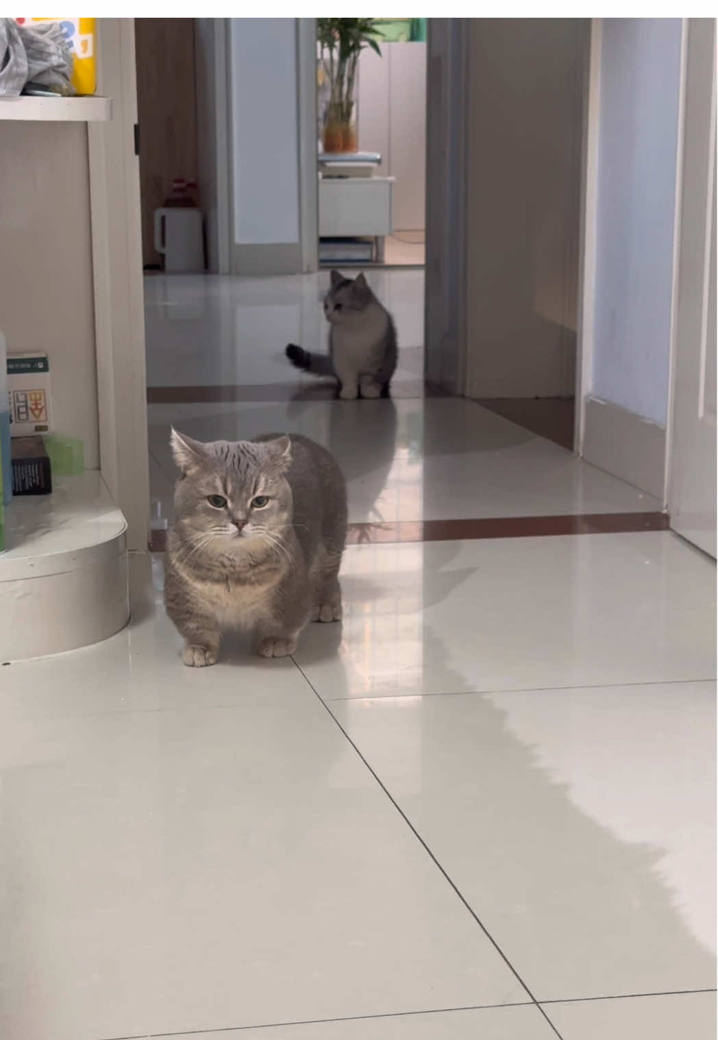 #funnyvideos #funny #cutecat #catsoftiktok #cat 