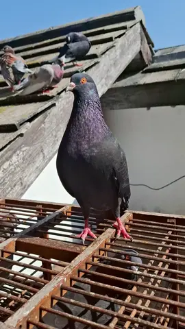 Cucu walet HR1 x Anak Arox Jr  #brsgoldenboys #pmtipangandaran #fyppppppppppppppppppppppp #pmtibandung #pmti 