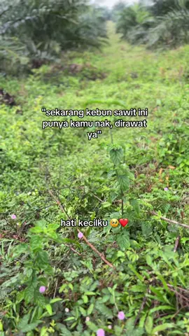 #sawitontiktok #sawitbalap #sawitriau 