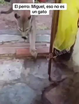 #humor #viral #fyp #paratii #perros 