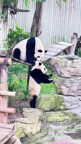 #xuhuongtiktok #panda #xuhuong 