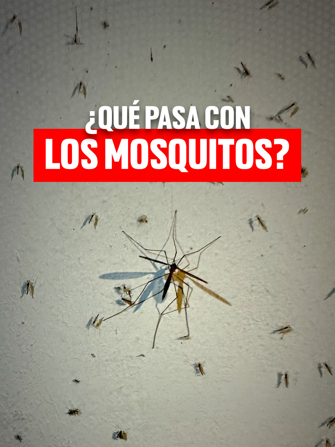 ¿Qué pasa con los mosquitos? Continúan las quejas por la fuerte cantidad de moscos.