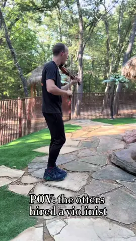 Turns out otters don’t just splash… they dance. 💃🦦🎶 Luna Love couldn’t resist the Spicy Violin — and honestly, same. 🎻✨ — @spicyviolin  came to play for our yoga retreat sound bath with @theroyalhealingtribe  this evening, but couldn’t skip out on serenading the animals first!  • •• ••• •••• #OakMeadowRanch #OtterlyAdorable #ViolinMagic #OttersOfInstagram #WildlifeWonder             