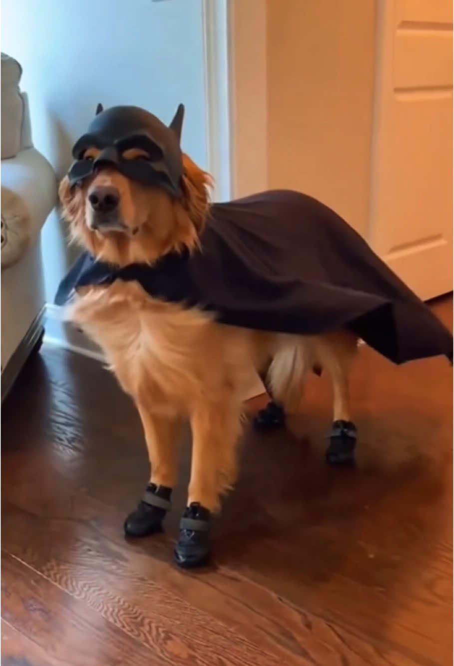 Funny Halloween dog costumes 🎃🐶#pet #dog#cute#funny#fyp#foryou #viral#shorts#funnyvideos #usa#halloween 