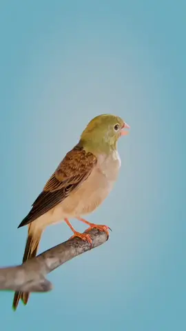 #3dvideo #fffffffffffyyyyyyyyyyypppppppppppp #LIVEwithlowfollowers #LIVEwithlowfollowers #PaidPartnership 