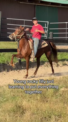 Young Rocky learning #fyp #horse #horses #gaited 