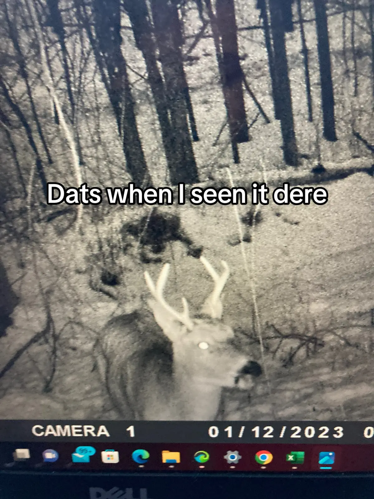 Da turdy pointer! #dandy #wallmounter #shooter #massive #deer 