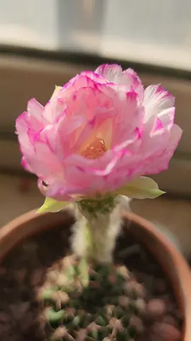 养了快一年，虽然没长根却开出了如此美丽的花😆