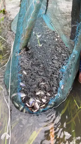 มันเยอะเกิน