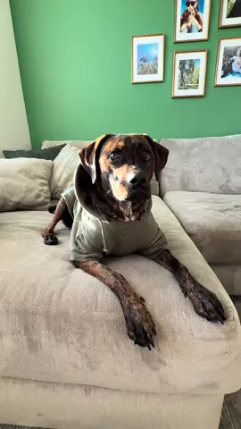 You’d never know his ancestors used to hunt bears in Louisiana 🐻 (or so I like to think). Loving his new hoodie, gifted from @dogfriendlyco 🐾 #dogfriendlyco #doghoodie #dogs #hound #dogapparel 