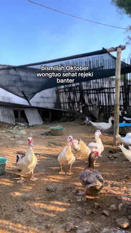 Aminn🤲🏻#mentok#mentokjumbo #entok #entokjumbo #mentokhias #mentokjumboblitar #bangkabarat_mentok #entokrambon #entokhias #peternakmuda #peternak #peternakindonesia #doaorangtua #fyp #bismilla #entokjumboleherpanjang #pakanentok 