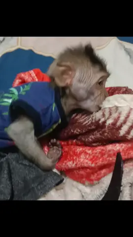 Lapar tapi masih mengantuk...🥱😂😘🥰 #monik #monpai #babymonkey #fyp #fyppppppppppppppppppppppp 